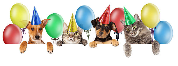 Birthday Cat and Dog Banner Birthday themed composite of a group of cats and dogs happy birthday cat stock pictures, royalty-free photos & images