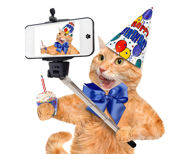 Birthday cat taking a selfie together with a smartphone.  happy birthday cat stock pictures, royalty-free photos & images