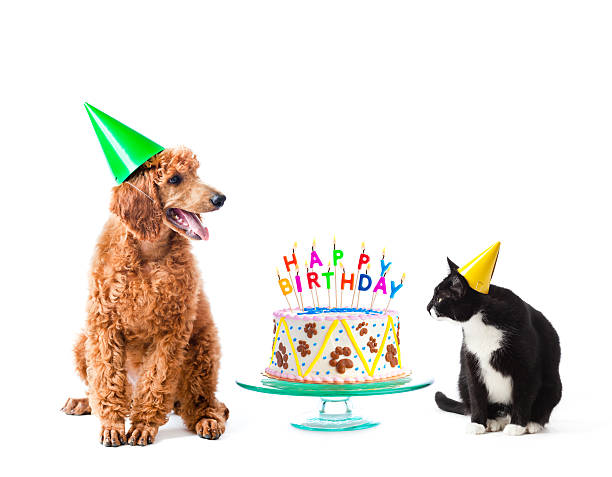 Birthday Party Puppy Poodle and Cat with Cake on White Pet dog and cat friends celebrating an animal birthday with birthday cake. The red standard poodle puppy and tuxedo black and white kitty wear paper party hats and sit next to the fancy paw frosting decorated dessert with text candles. Cut out and isolated on white background, with no people. humorous happy birthday images stock pictures, royalty-free photos & images