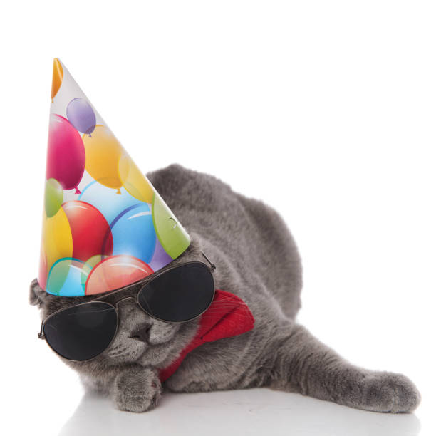 birthday scotish fold with sunglasses and red bowtie lying funny birthday scotish fold with sunglasses and red bowtie lying on white background happy birthday cat stock pictures, royalty-free photos & images