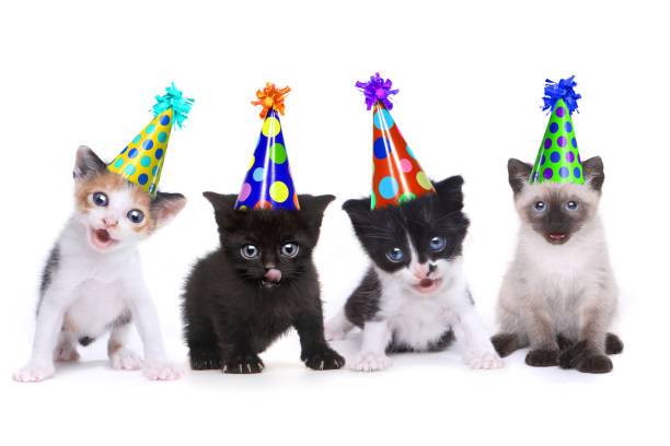 Birthday Song Singing Kittens on White Background Singing Kittens on a White Background With Birthday Hats happy birthday cat stock pictures, royalty-free photos & images