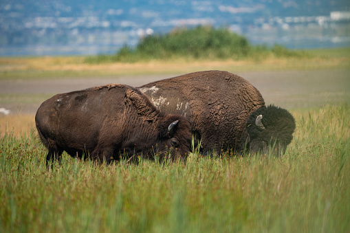 Bison and Moose wildlife Wyoming