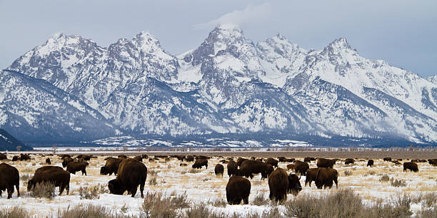 Bison and Teton in Winter stock photo