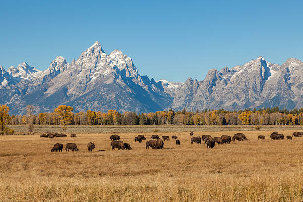 Bison and Tetons in Fall stock photo