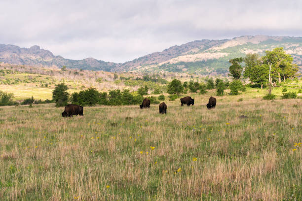 Bison at Wichita Mountains stock photo
