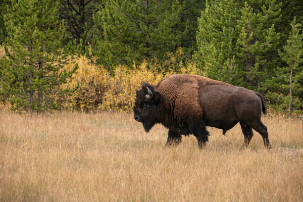 Bison bull also called buffalo walking through meadow with fall colors stock photo