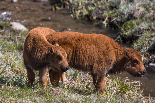 Bison calves, Custer State Park stock photo