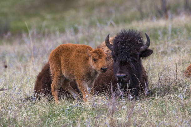 Bison cow and calf, Custer State Park stock photo