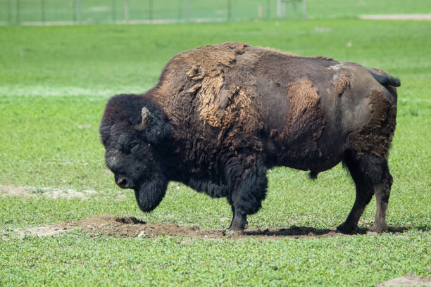 Bison, Custer State Park stock photo