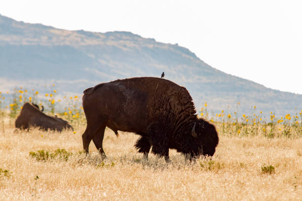 Bison eating pasture with a little bird over him stock photo