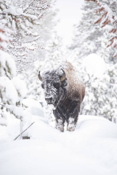 bison head on in snowy yellowstone - buffalo 個照片及圖片檔