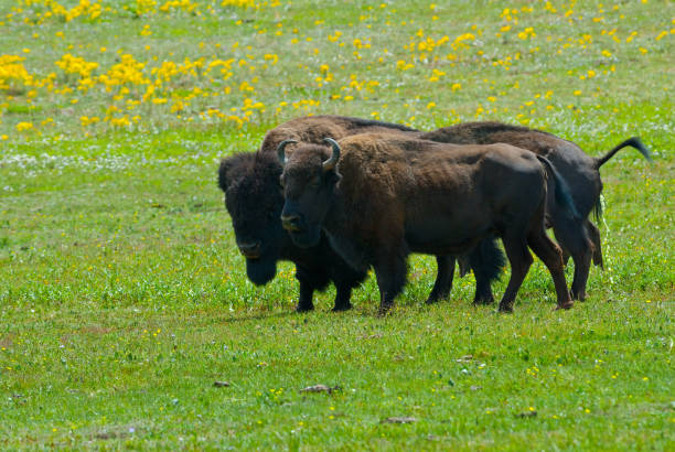 Bison Herd Near the Grand Canyon North Rim The American Bison (Bison bison) is a North American species of bison that once roamed the United States in vast herds. The bison is an iconic symbol of the western frontier and is the national mammal of the United States. Biologists estimate that 30 to 60 million of the animals once roamed North America. Over the years they were almost hunted out of existence. By the 1880's only a few were left and early conservationists stepped in to save them from extinction. The House Rock bison herd in Arizona represents an unusual chapter in the history of bison. In the early 1900s, a man named Charles Jesse Jones moved a herd of bison by train to southern Utah, then drove them to the House Rock Valley on the Kaibab Plateau, a grassy forested expanse near the Grand Canyon’s North Rim. Eventually Jones abandoned the bison and they became a free-ranging herd. Hunting pressure made the animals wary and they looked for safe havens away from the House Rock Valley. Within the last decade the herd began to stay within the nearby national park year-round where they are safe from hunting. The herd, which has a high percentage of cattle genes, is now estimated to be about 400 to 600 bison. This group of bison was photographed in a grassy meadow just south of the entrance to Grand Canyon National Park, Arizona, USA. jeff goulden bison stock pictures, royalty-free photos & images