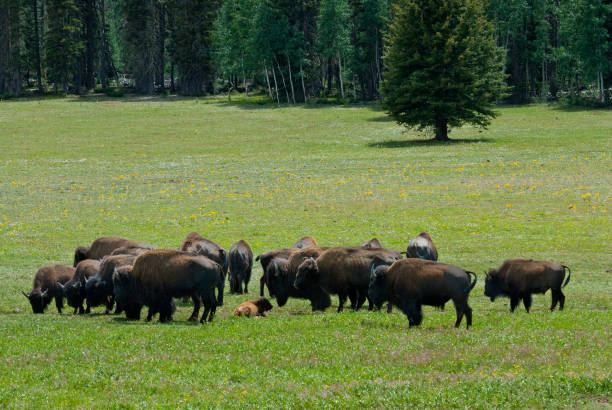 Bison Herd Near the Grand Canyon North Rim The American Bison (Bison bison) is a North American species of bison that once roamed the United States in vast herds. The bison is an iconic symbol of the western frontier and is the national mammal of the United States. Biologists estimate that 30 to 60 million of the animals once roamed North America. Over the years they were almost hunted out of existence. By the 1880's only a few were left and early conservationists stepped in to save them from extinction. The House Rock bison herd in Arizona represents an unusual chapter in the history of bison. In the early 1900s, a man named Charles Jesse Jones moved a herd of bison by train to southern Utah, then drove them to the House Rock Valley on the Kaibab Plateau, a grassy forested expanse near the Grand Canyon’s North Rim. Eventually Jones abandoned the bison and they became a free-ranging herd. Hunting pressure made the animals wary and they looked for safe havens away from the House Rock Valley. Within the last decade the herd began to stay within the nearby national park year-round where they are safe from hunting. The herd, which has a high percentage of cattle genes, is now estimated to be about 400 to 600 bison. This group of bison was photographed in a grassy meadow just south of the entrance to Grand Canyon National Park, Arizona, USA. jeff goulden bison stock pictures, royalty-free photos & images