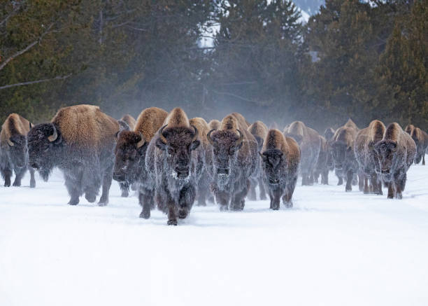 bison herd on the move - buffalo stok fotoğraflar ve resimler
