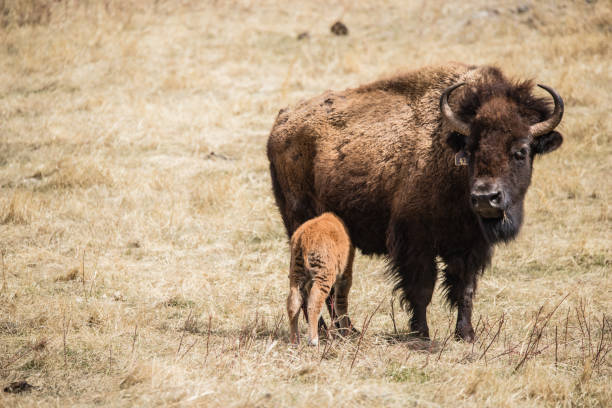 стадо зубров с детенышем - buffalo стоковые фото и изображения