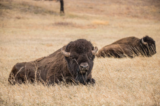 野牛與小牛 - buffalo 個照片及圖片檔