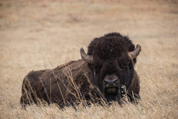 rebanho bisão com bezerro - buffalo - fotografias e filmes do acervo