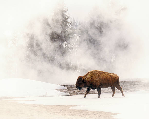 Bison In A Field of Fog In Yellowstone National Park A Bison In a Field of Fog Near a Hot Spring in Yellowstone National Park buffalo stock pictures, royalty-free photos & images