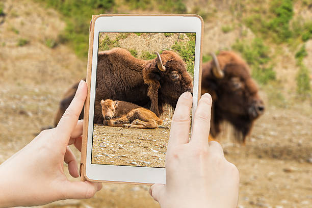 Bison in a tabet Taking snapshot of bison with a calf using a tablet. buffalo shooting stock pictures, royalty-free photos & images