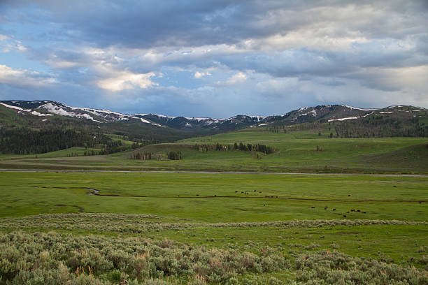 Bison in the Lamar Valley VII stock photo