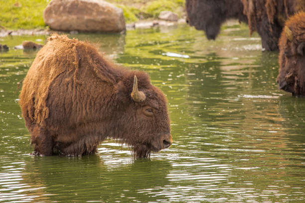 Bison in the water stock photo