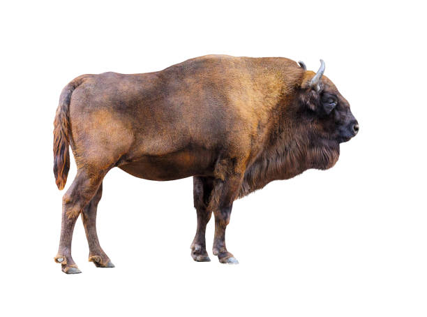 Bison isolated on white background. Bison isolated on white background. Muscular buffalo side view. A powerful wild animal with large antlers looks away. buffalo shooting stock pictures, royalty-free photos & images