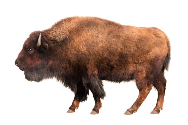 bison isolated on white bison isolated on white background american bison stock pictures, royalty-free photos & images