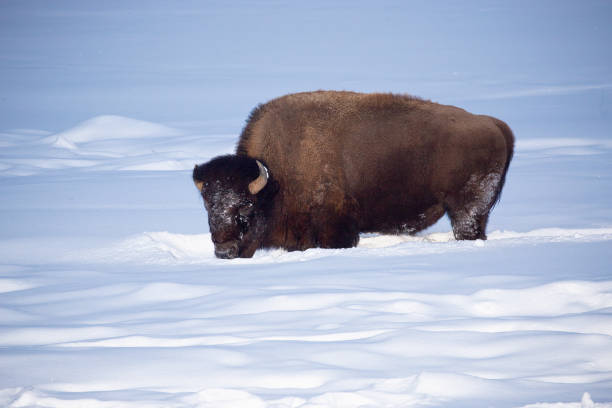 зубры ищут еду - buffalo стоковые фото и изображения