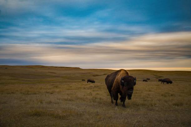 Bison of Theodore Roosevelt National Park Throughout both the North and South block of Theodore Roosevelt National park are wild bison that graze the plains and badlands. north dakota stock pictures, royalty-free photos & images