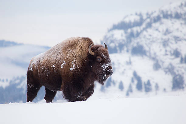 Bison on hill in Yellowstone On a cold winter morning, the big bison goes forward looking for food. american bison stock pictures, royalty-free photos & images