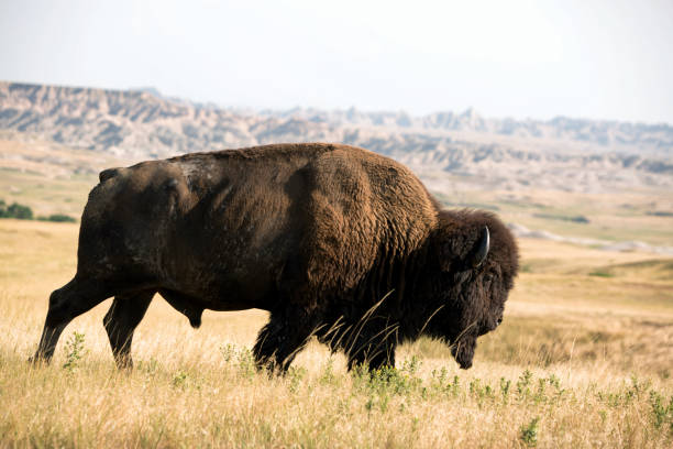 зубр на костер государственный парк на солнце - buffalo стоковые фото и изображения