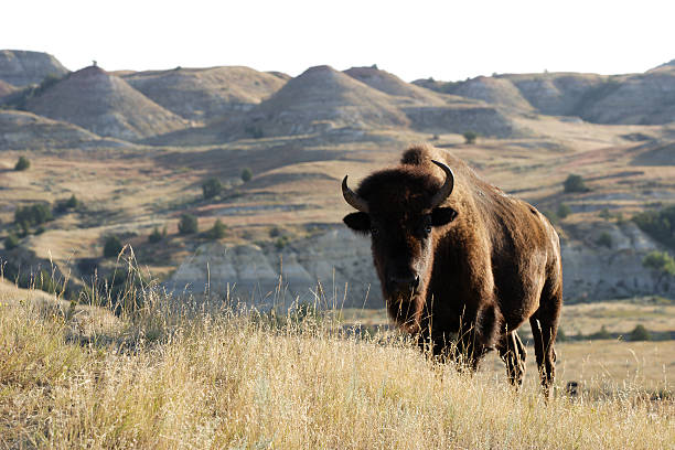 Bison on the landscape of grass and hills Theodore Roosevelt National Park, North Dakota theodore roosevelt national park stock pictures, royalty-free photos & images