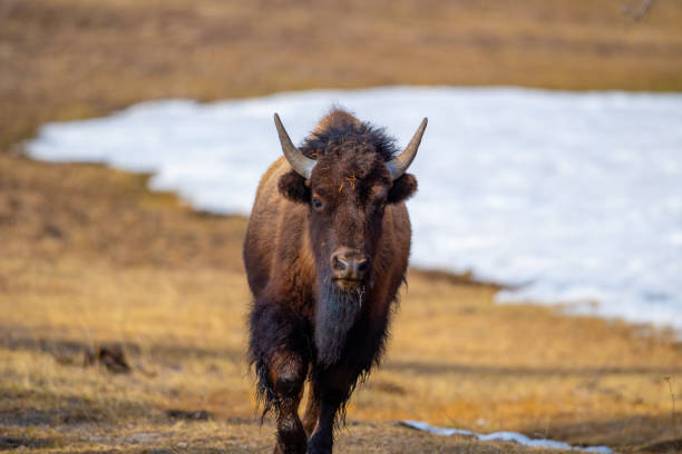 bizon - buffalo stok fotoğraflar ve resimler