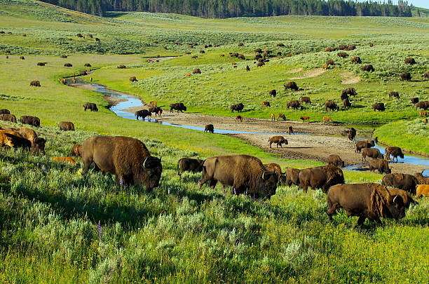 Bison Herd of Bison in the Hayden Valley, Yellowstone National park. herd stock pictures, royalty-free photos & images