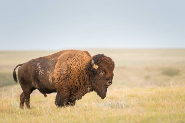 Bison stock photo