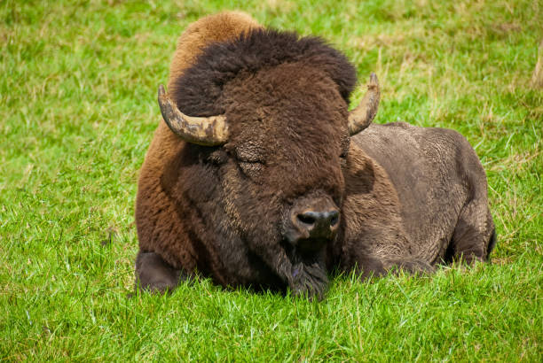 Bison Resting in a Grassy Meadow The American Bison (Bison bison) is a North American species of bison that once roamed the United States in vast herds. The bison is an iconic symbol of the western frontier and is the national mammal of the United States. Biologists estimate that 30 to 60 million of the animals once roamed North America. Over the years they were almost hunted out of existence. By the 1880's only a few were left and early conservationists stepped in to save them from extinction. This lone bison was photgraphed at the Northwest Trek Wildlife Reserve near Eatonville, Washington State, USA. jeff goulden bison stock pictures, royalty-free photos & images