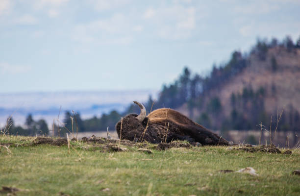 зубр, спящий в прериях - buffalo стоковые фото и изображения