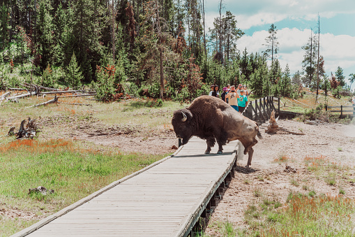 Wyoming, USA - June 28, 2021: Bison walks across a tourist boardwalk path in the mud volcano area of Yellowstone National Park, as tourists take photos