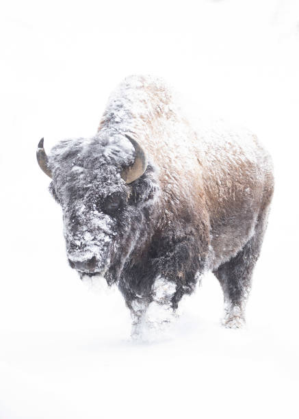 bison whiteout in yellowstone - buffalo 個照片及圖片檔