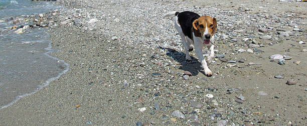 bitch on the beach female beagle dog running by the sea rockbitch stock pictures, royalty-free photos & images