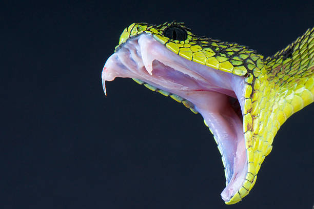 Biting snake stock photo