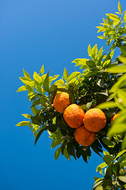 Bitter orange stock photo