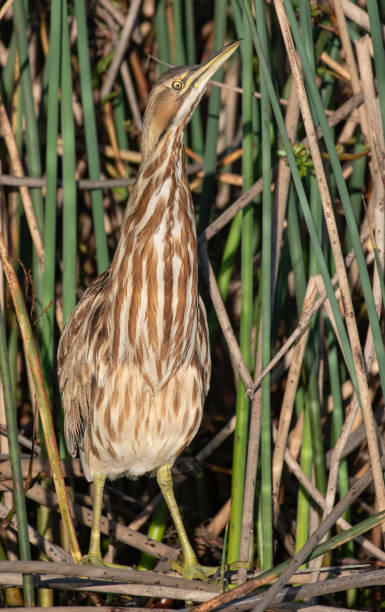 Bittern in the Reeds Close Up of an American Bittern Hiding in the Reeds american bittern stock pictures, royalty-free photos & images