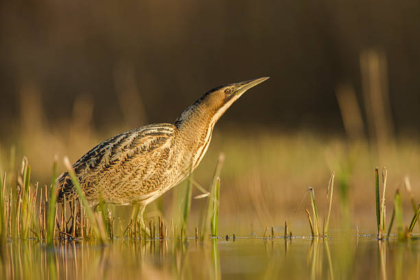 Bittern Bittern stalking for prey in shallow water during the late evening sun. bittern bird stock pictures, royalty-free photos & images