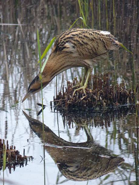 Bittern Bittern looking at its reflection american bittern stock pictures, royalty-free photos & images