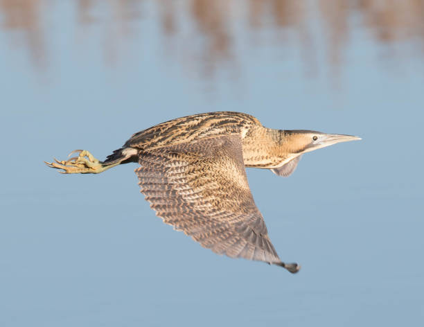 Bittern Bittern flying. bittern bird stock pictures, royalty-free photos & images