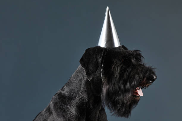 schwarzer erwachsener hund mit partyhut - seventyfour stock-fotos und bilder