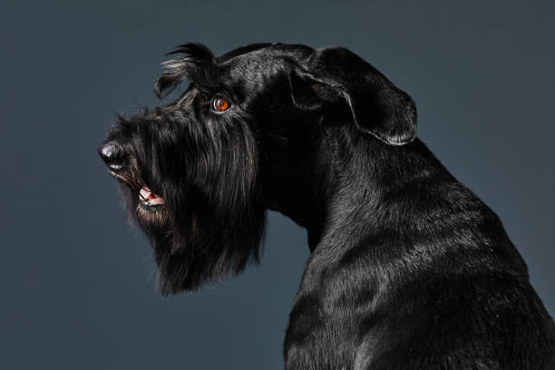 schwarzes erwachsenes hundeporträt - seventyfour stock-fotos und bilder