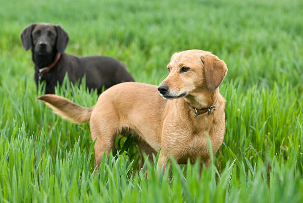 Black and Gold Dogs in Barley stock photo