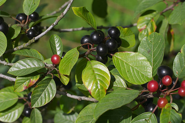Black and red berries of alder buckthorn stock photo